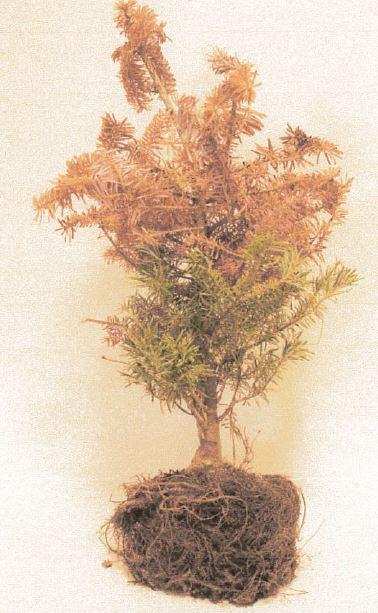Sadzonka jodły opanowana przez jesienną osutkę drzew iglastych [fot. arch. Nadl. Łomża]